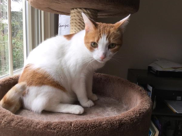 /Images/uploads/Humane Rescue Alliance/HRACalendarPhotoContest/entries/8459thumb.jpg